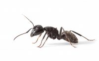 Ant Nest Control Fife